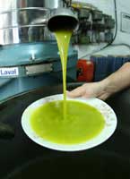 Greek Olive Oil Basics
