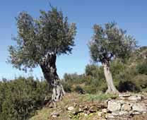 Greek Olive Harvest