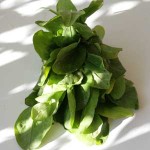 GREENS_SORREL_LAPATHO GREENS_SORREL_LAPATHO
